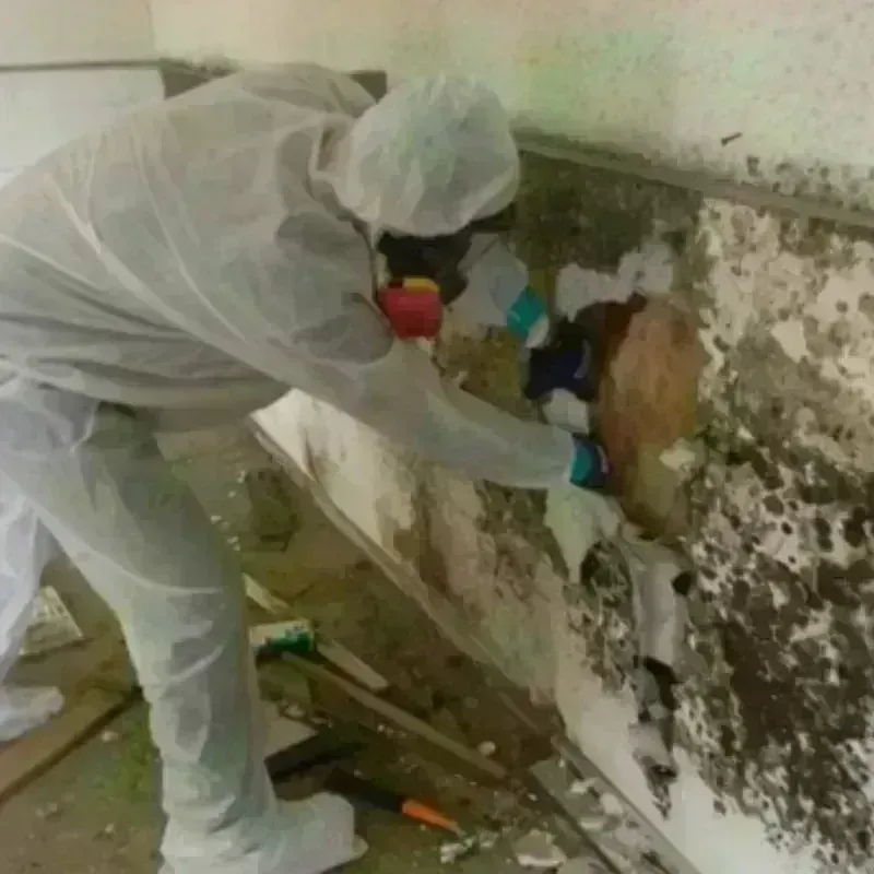 Mold Remediation and Removal in Knox County, IN